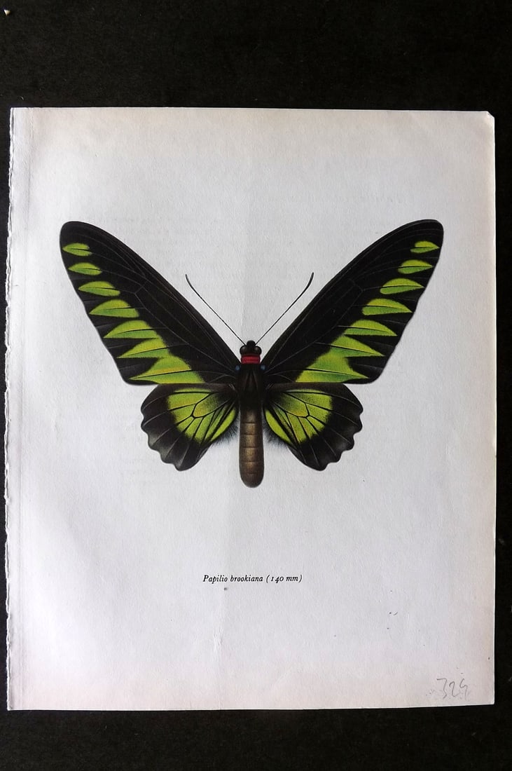 Prochazka 1963 Vintage Butterfly Print. Rajah Brook's Birdwing (1 of 1)