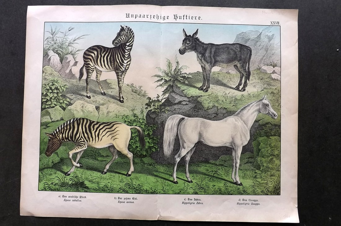 Schubert, Gotthilf C1880 Folio Print. Extinct Quagga, Horse, Zebra, Ass (1 of 1)