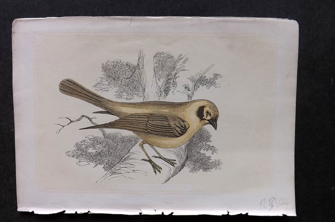 Bicknell C1855 Antique Bird Print. Golden Tanager (1 of 1)