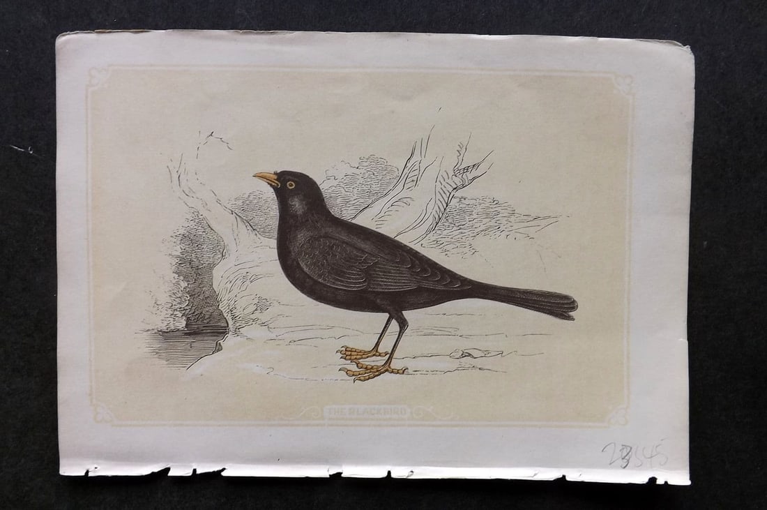 Bicknell C1855 Antique Bird Print. Blackbird (1 of 1)