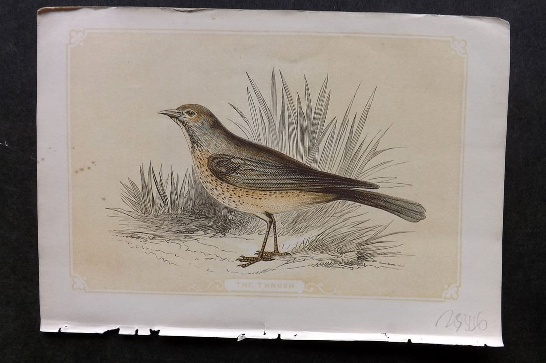 Bicknell C1855 Antique Bird Print. Thrush (1 of 1)