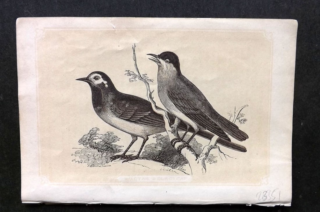 Bicknell C1855 Antique Bird Print. Wagtail & Blackcap: Antique Woodblock Published 1851-60 by John Tallis, London for "The Natural History of The Sacred Scriptures, and Guide to General Zoology" by W. I. Bicknell. Paper Size: 6.5 x 5 inch (16.5 x 14cm). S