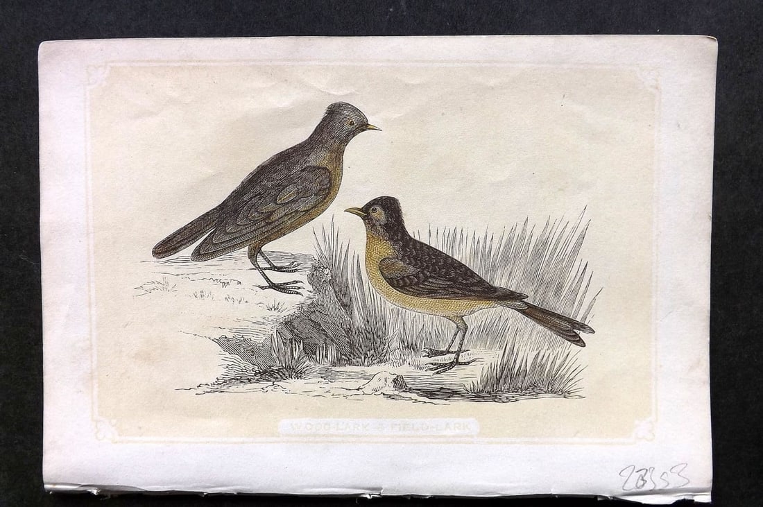Bicknell C1855 Antique Bird Print. Wood Lark & Field Lark: Antique Woodblock Published 1851-60 by John Tallis, London for "The Natural History of The Sacred Scriptures, and Guide to General Zoology" by W. I. Bicknell. Paper Size: 6.5 x 5 inch (16.5 x 14cm). G