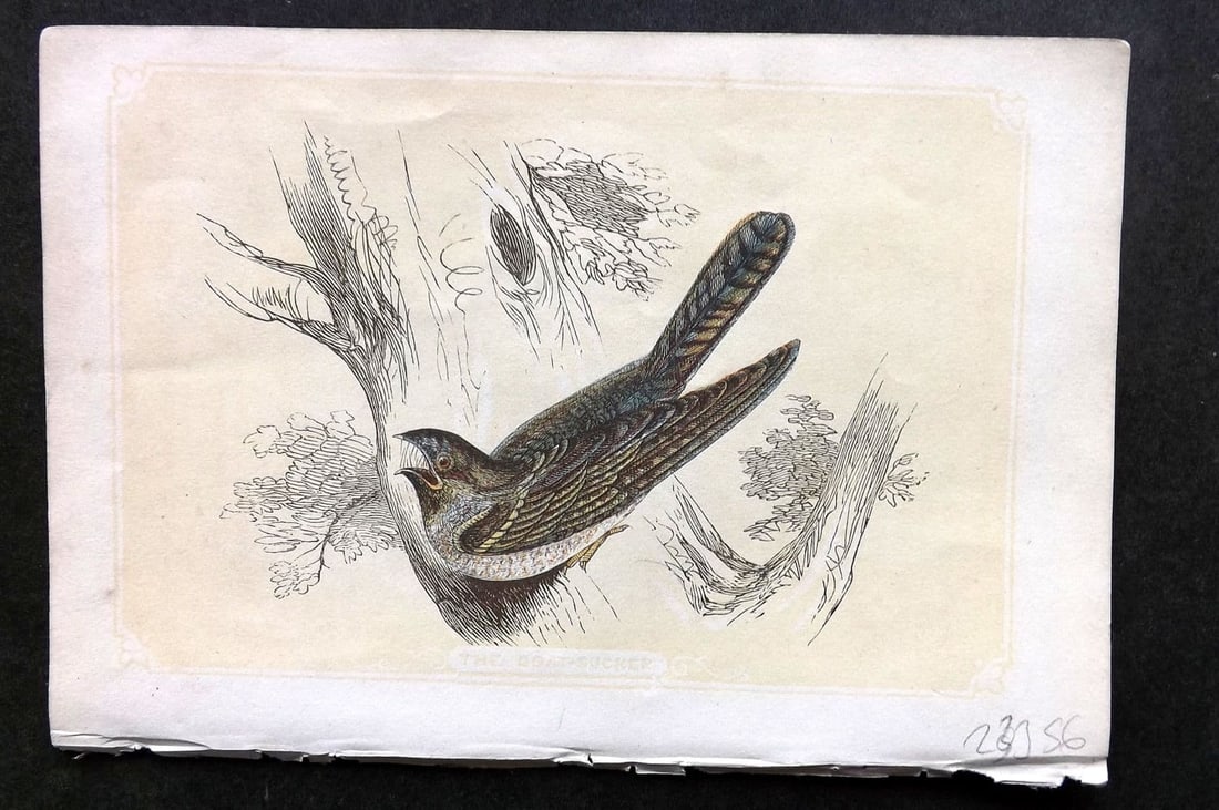 Bicknell C1855 Antique Bird Print. Goatsucker: Antique Woodblock Published 1851-60 by John Tallis, London for "The Natural History of The Sacred Scriptures, and Guide to General Zoology" by W. I. Bicknell. Paper Size: 6.5 x 5 inch (16.5 x 14cm). G