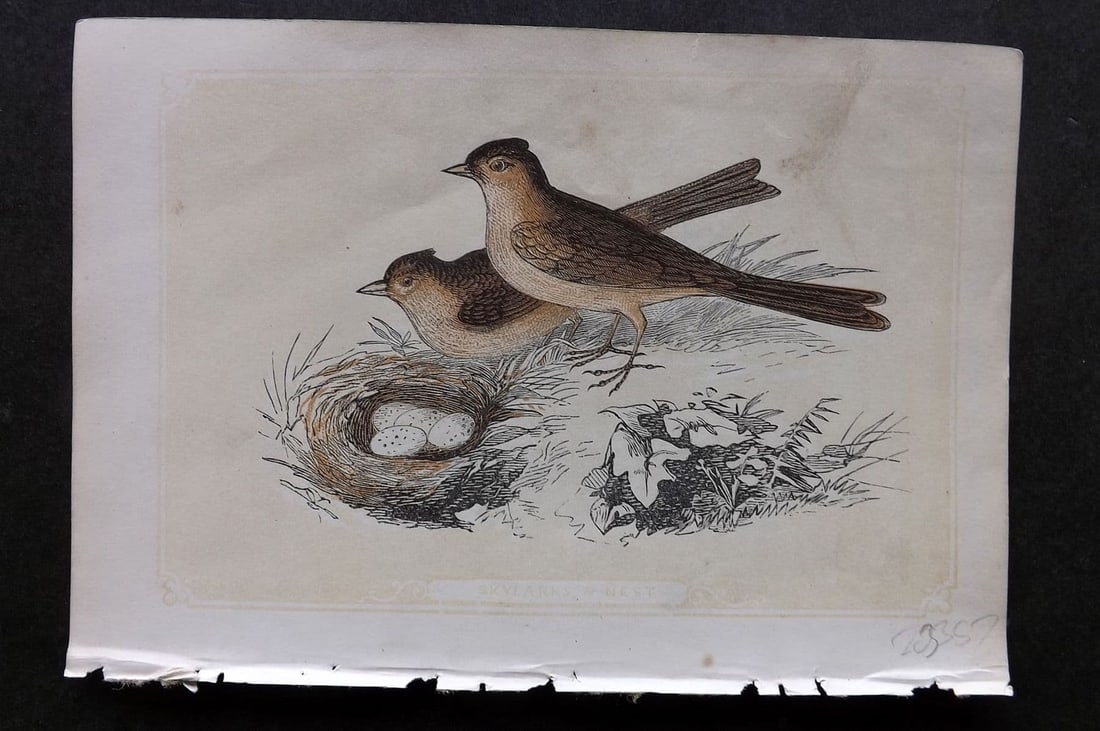 Bicknell C1855 Antique Bird Print. Skylarks & Nest: Antique Woodblock Published 1851-60 by John Tallis, London for "The Natural History of The Sacred Scriptures, and Guide to General Zoology" by W. I. Bicknell. Paper Size: 6.5 x 5 inch (16.5 x 14cm). V