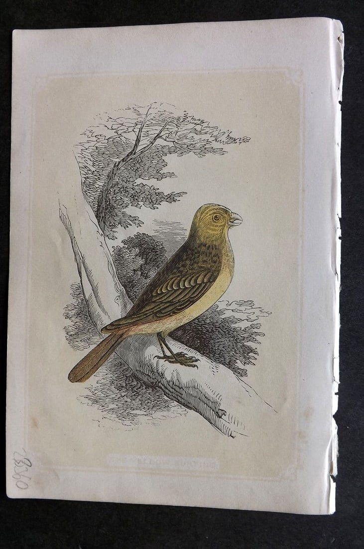 Bicknell C1855 Antique Bird Print. Yellow Bunting: Antique Woodblock Published 1851-60 by John Tallis, London for "The Natural History of The Sacred Scriptures, and Guide to General Zoology" by W. I. Bicknell. Paper Size: 6.5 x 5 inch (16.5 x 14cm). G