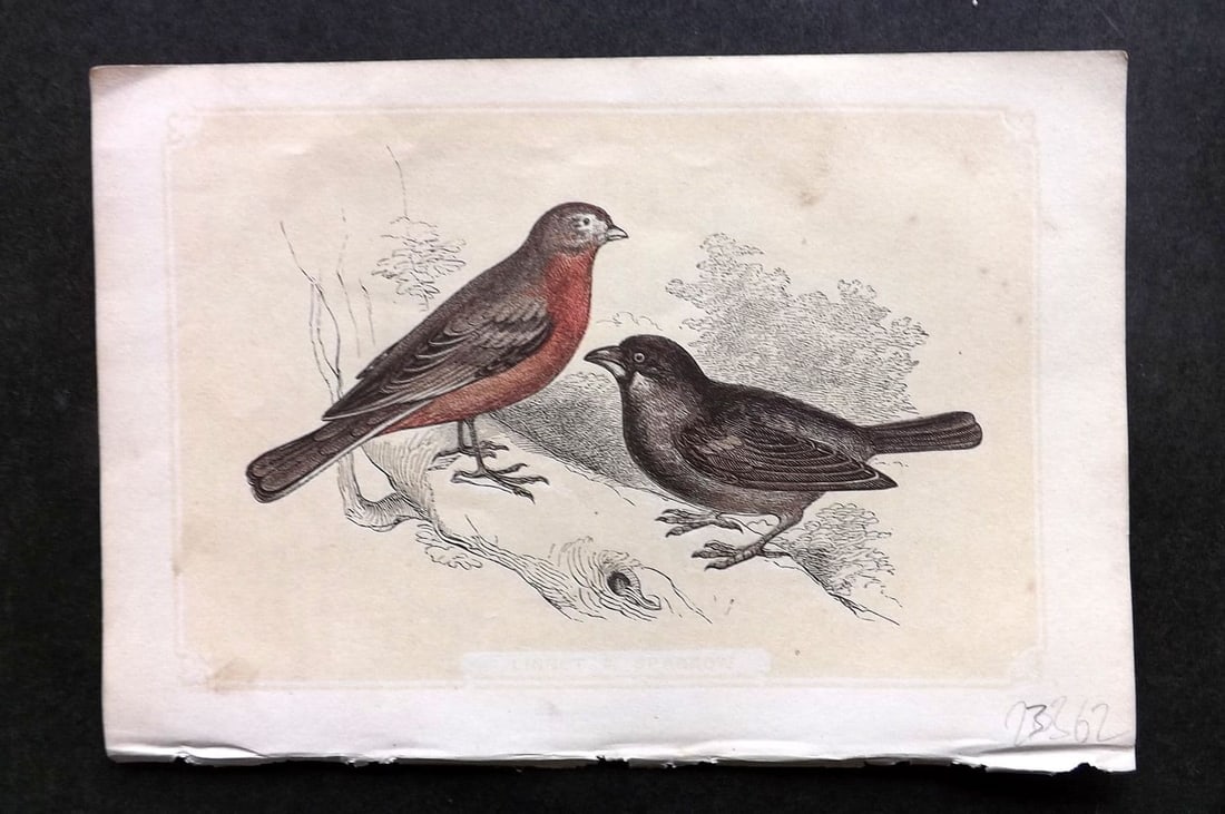 Bicknell C1855 Antique Bird Print. Linnet & Sparrow (1 of 1)
