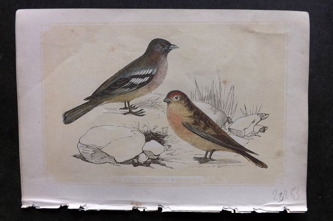 Bicknell C1855 Antique Bird Print. Chaffinch & Redpole: Antique Woodblock Published 1851-60 by John Tallis, London for "The Natural History of The Sacred Scriptures, and Guide to General Zoology" by W. I. Bicknell. Paper Size: 6.5 x 5 inch (16.5 x 14cm). G