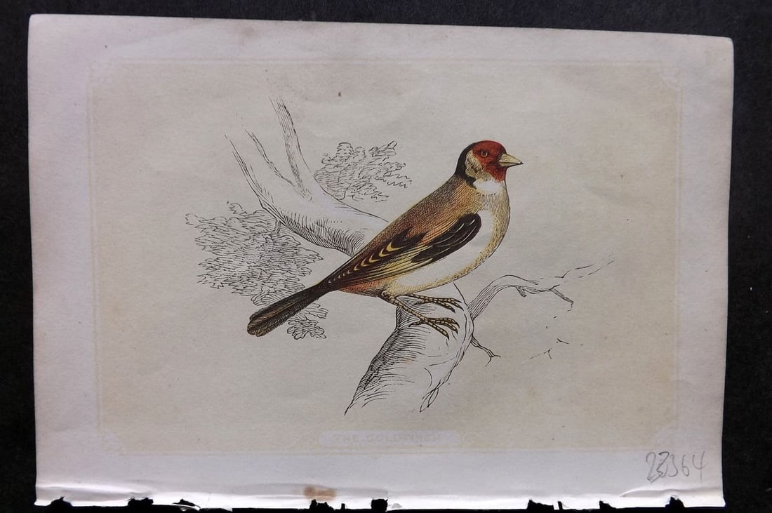 Bicknell C1855 Antique Bird Print. Goldfinch: Antique Woodblock Published 1851-60 by John Tallis, London for "The Natural History of The Sacred Scriptures, and Guide to General Zoology" by W. I. Bicknell. Paper Size: 6.5 x 5 inch (16.5 x 14cm). G