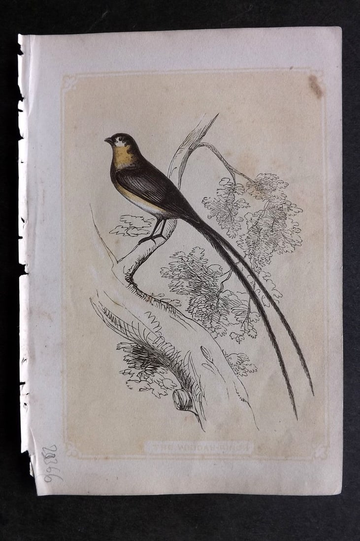 Bicknell C1855 Antique Bird Print. Whidah Finch: Antique Woodblock Published 1851-60 by John Tallis, London for "The Natural History of The Sacred Scriptures, and Guide to General Zoology" by W. I. Bicknell. Paper Size: 6.5 x 5 inch (16.5 x 14cm). V