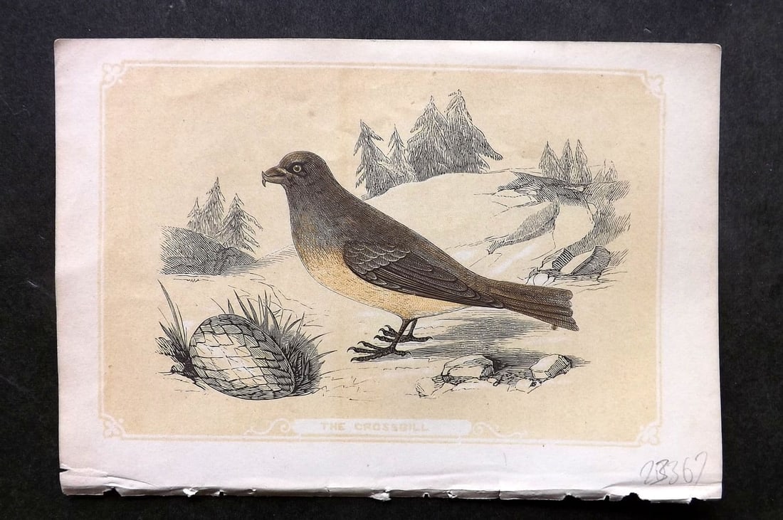 Bicknell C1855 Antique Bird Print. Crossbill: Antique Woodblock Published 1851-60 by John Tallis, London for "The Natural History of The Sacred Scriptures, and Guide to General Zoology" by W. I. Bicknell. Paper Size: 6.5 x 5 inch (16.5 x 14cm). G