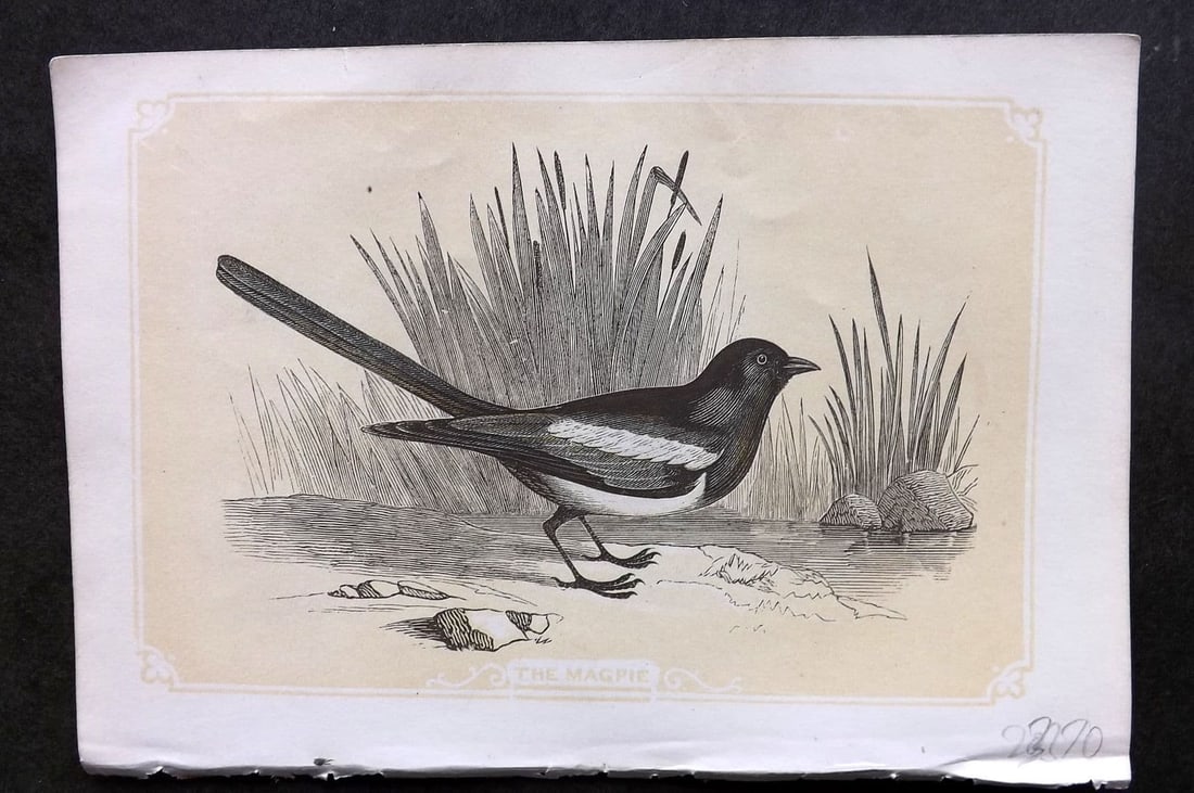 Bicknell C1855 Antique Bird Print. Magpie: Antique Woodblock Published 1851-60 by John Tallis, London for "The Natural History of The Sacred Scriptures, and Guide to General Zoology" by W. I. Bicknell. Paper Size: 6.5 x 5 inch (16.5 x 14cm). G