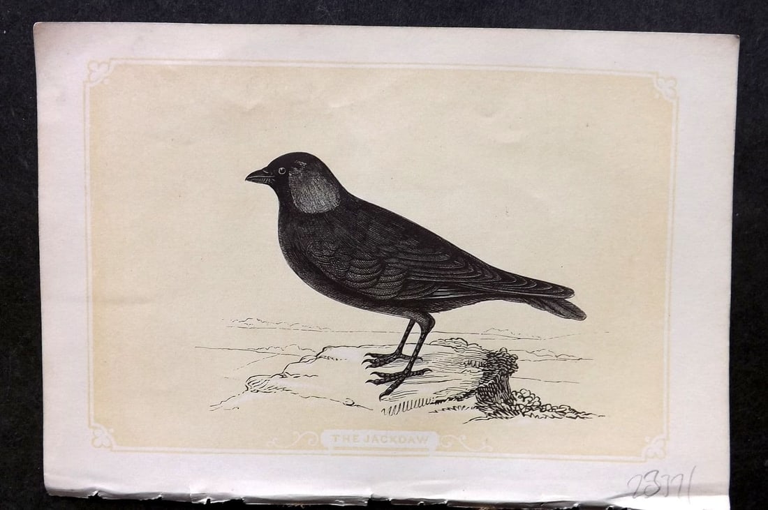 Bicknell C1855 Antique Bird Print. Jackdaw: Antique Woodblock Published 1851-60 by John Tallis, London for "The Natural History of The Sacred Scriptures, and Guide to General Zoology" by W. I. Bicknell. Paper Size: 6.5 x 5 inch (16.5 x 14cm). G