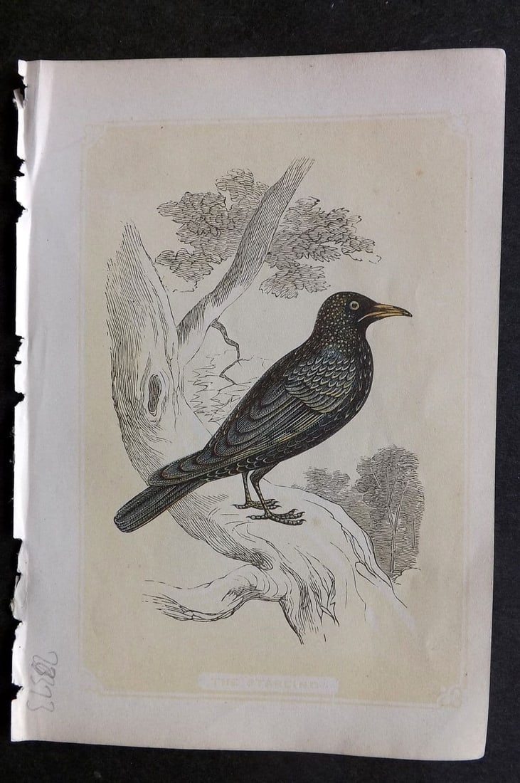 Bicknell C1855 Antique Bird Print. Starling (1 of 1)