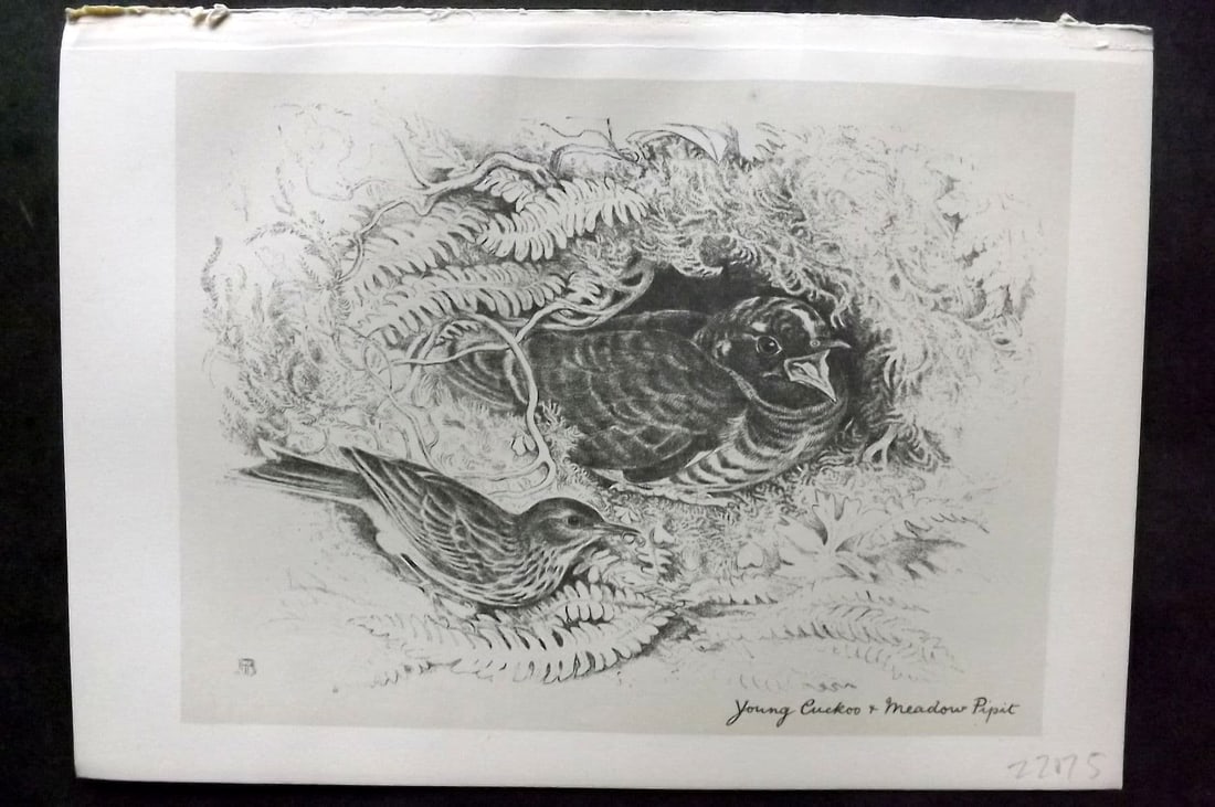 Jemima Blackburn 1895 Antique Bird Print. Young Cuckoo & Meadow Pipit: Antique Lithograph Published 1895, Edinburgh for "Birds From Moidart and Elsewhere" Illustrated by Mrs Jemima Blackburn. Paper Size: 8.5 x 6 inch (22 x 16cm). Good Condition.