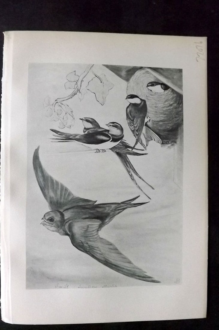 Jemima Blackburn 1895 Antique Bird Print. Swift, Chimney Swallow, Martin (1 of 1)