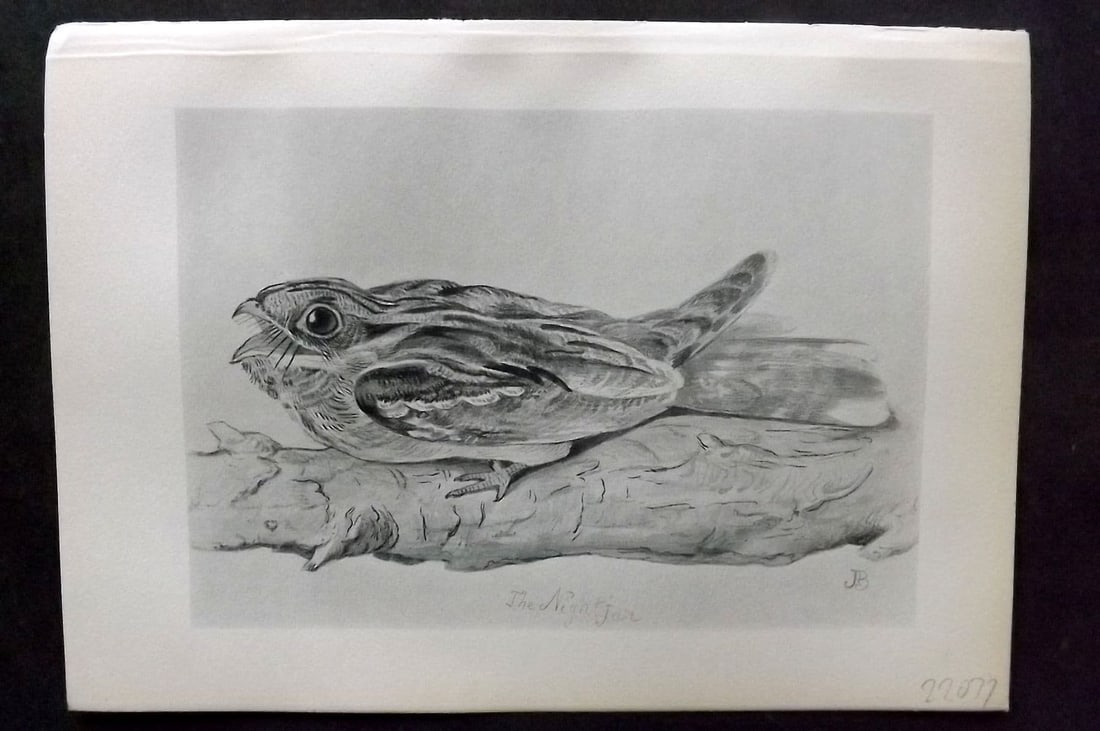 Jemima Blackburn 1895 Antique Bird Print. Nightjar: Antique Lithograph Published 1895, Edinburgh for "Birds From Moidart and Elsewhere" Illustrated by Mrs Jemima Blackburn. Paper Size: 8.5 x 6 inch (22 x 16cm). Good Condition.