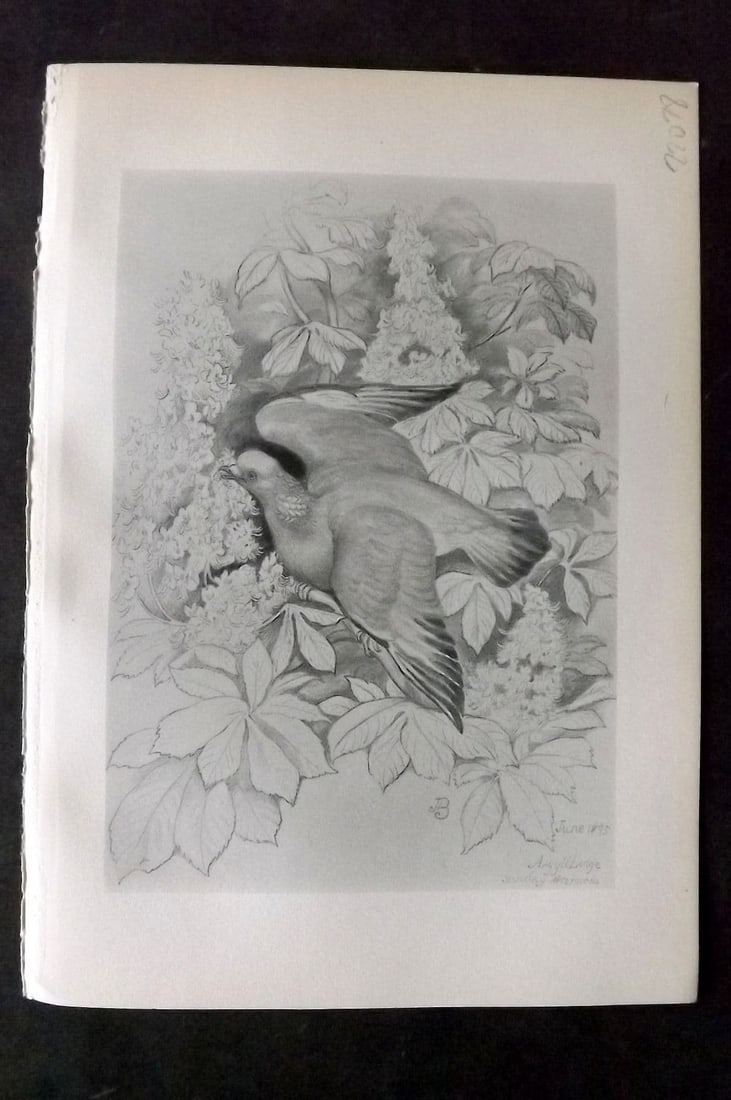 Jemima Blackburn 1895 Antique Bird Print. Cushat: Antique Lithograph Published 1895, Edinburgh for "Birds From Moidart and Elsewhere" Illustrated by Mrs Jemima Blackburn. Paper Size: 8.5 x 6 inch (22 x 16cm). Good Condition.