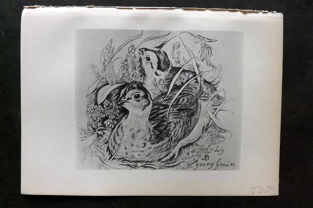 Jemima Blackburn 1895 Antique Bird Print. Red Grouse, etc.: Antique Lithograph Published 1895, Edinburgh for "Birds From Moidart and Elsewhere" Illustrated by Mrs Jemima Blackburn. Paper Size: 8.5 x 6 inch (22 x 16cm). Good Condition.