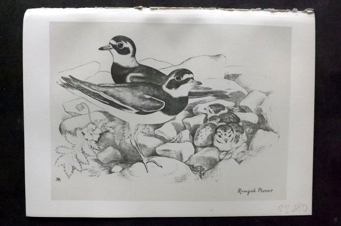 Jemima Blackburn 1895 Antique Bird Print. Ringed Plover: Antique Lithograph Published 1895, Edinburgh for "Birds From Moidart and Elsewhere" Illustrated by Mrs Jemima Blackburn. Paper Size: 8.5 x 6 inch (22 x 16cm). Good Condition.