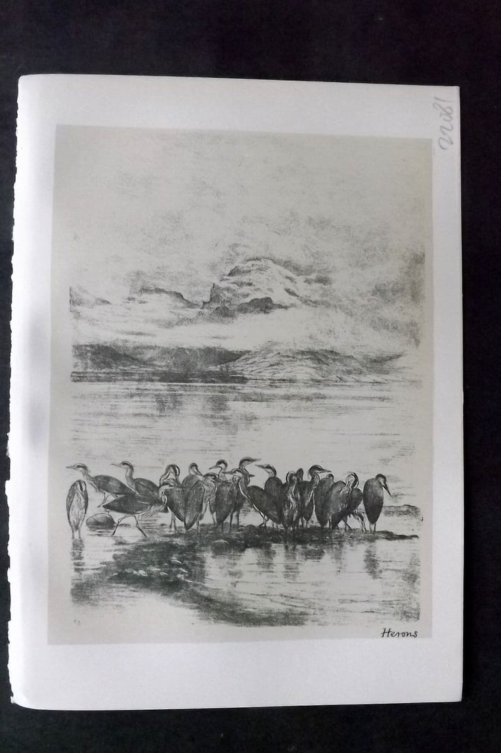 Jemima Blackburn 1895 Antique Bird Print. Group of Herons: Antique Lithograph Published 1895, Edinburgh for "Birds From Moidart and Elsewhere" Illustrated by Mrs Jemima Blackburn. Paper Size: 8.5 x 6 inch (22 x 16cm). Good Condition.