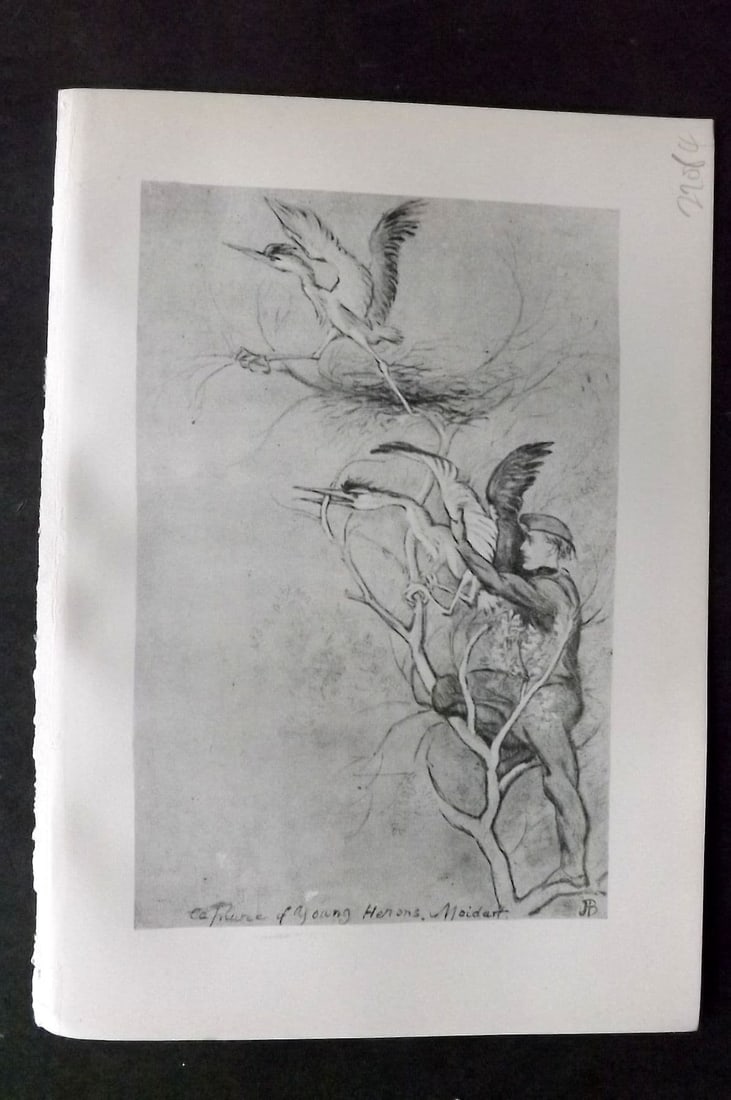 Jemima Blackburn 1895 Antique Bird Print. Capture of Young Herons: Antique Lithograph Published 1895, Edinburgh for "Birds From Moidart and Elsewhere" Illustrated by Mrs Jemima Blackburn. Paper Size: 8.5 x 6 inch (22 x 16cm). Good Condition.