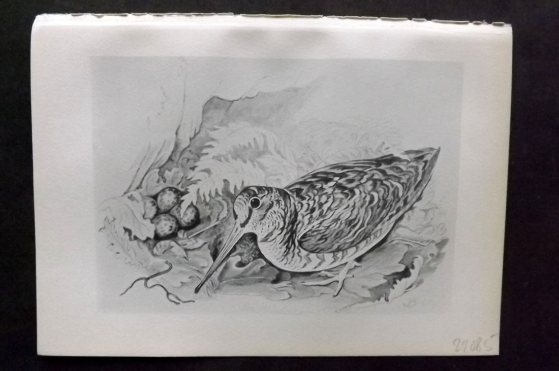 Jemima Blackburn 1895 Antique Bird Print. Woodcock: Antique Lithograph Published 1895, Edinburgh for "Birds From Moidart and Elsewhere" Illustrated by Mrs Jemima Blackburn. Paper Size: 8.5 x 6 inch (22 x 16cm). Good Condition.