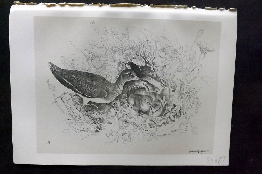 Jemima Blackburn 1895 Antique Bird Print. Common Sandpiper: Antique Lithograph Published 1895, Edinburgh for "Birds From Moidart and Elsewhere" Illustrated by Mrs Jemima Blackburn. Paper Size: 8.5 x 6 inch (22 x 16cm). Good Condition.