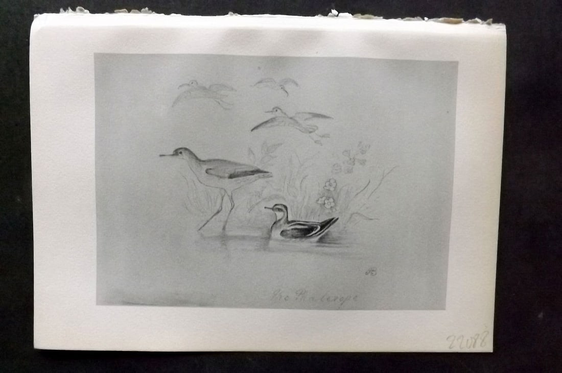 Jemima Blackburn 1895 Antique Bird Print. Red-necked Phalarope: Antique Lithograph Published 1895, Edinburgh for "Birds From Moidart and Elsewhere" Illustrated by Mrs Jemima Blackburn. Paper Size: 8.5 x 6 inch (22 x 16cm). Good Condition.