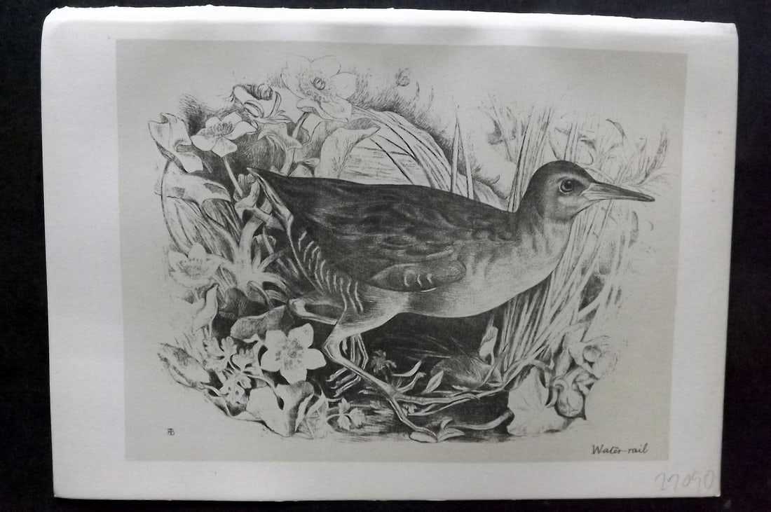 Jemima Blackburn 1895 Antique Bird Print. Waterrail: Antique Lithograph Published 1895, Edinburgh for "Birds From Moidart and Elsewhere" Illustrated by Mrs Jemima Blackburn. Paper Size: 8.5 x 6 inch (22 x 16cm). Good Condition.