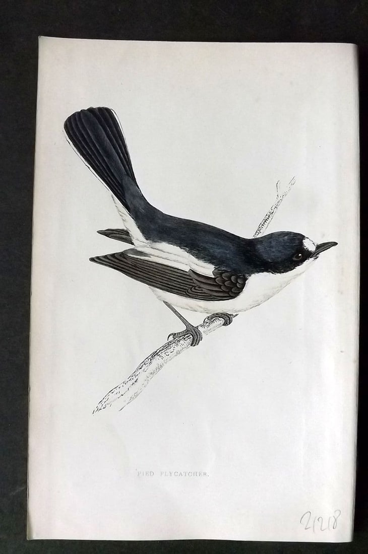 Morris 1860s Hand Col Bird Print. Pied Flycatcher: Antique Woodblock Published 1863-67, London for "A History of British Birds" by the Rev. F. O. Morris. Printed in colours and finished by Benjamin Fawcett. Paper Size: 7.5 x 5 inch (19 x 14cm). Good C