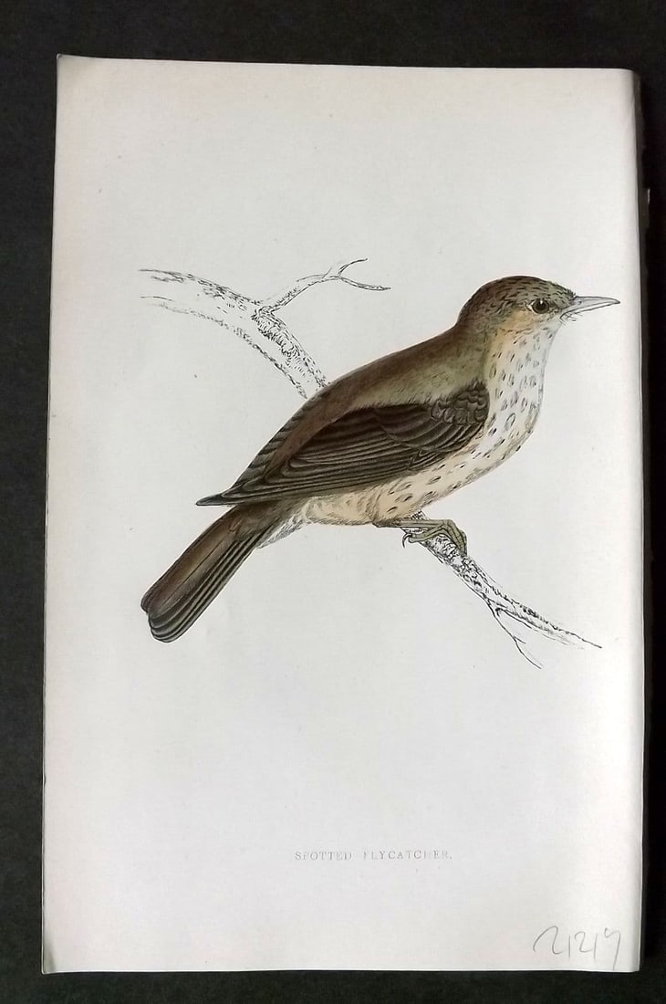Morris 1860s Hand Col Bird Print. Spotted Flycatcher: Antique Woodblock Published 1863-67, London for "A History of British Birds" by the Rev. F. O. Morris. Printed in colours and finished by Benjamin Fawcett. Paper Size: 7.5 x 5 inch (19 x 14cm). Good C