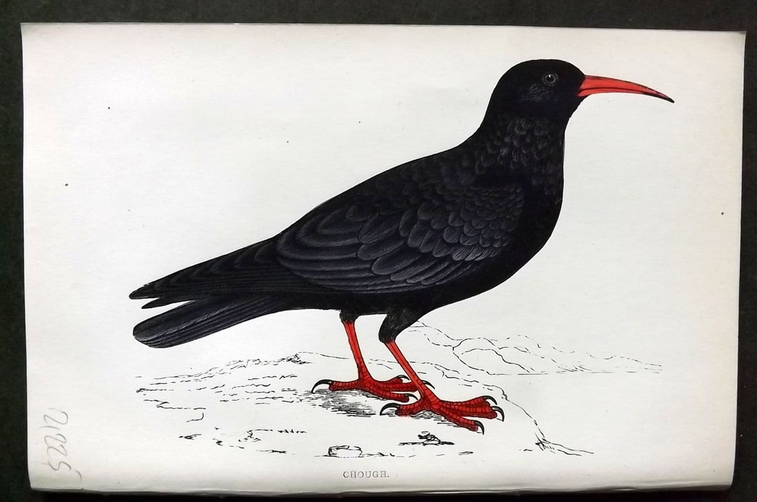 Morris 1860s Hand Col Bird Print. Chough: Antique Woodblock Published 1863-67, London for "A History of British Birds" by the Rev. F. O. Morris. Printed in colours and finished by Benjamin Fawcett. Paper Size: 7.5 x 5 inch (19 x 14cm). Good C