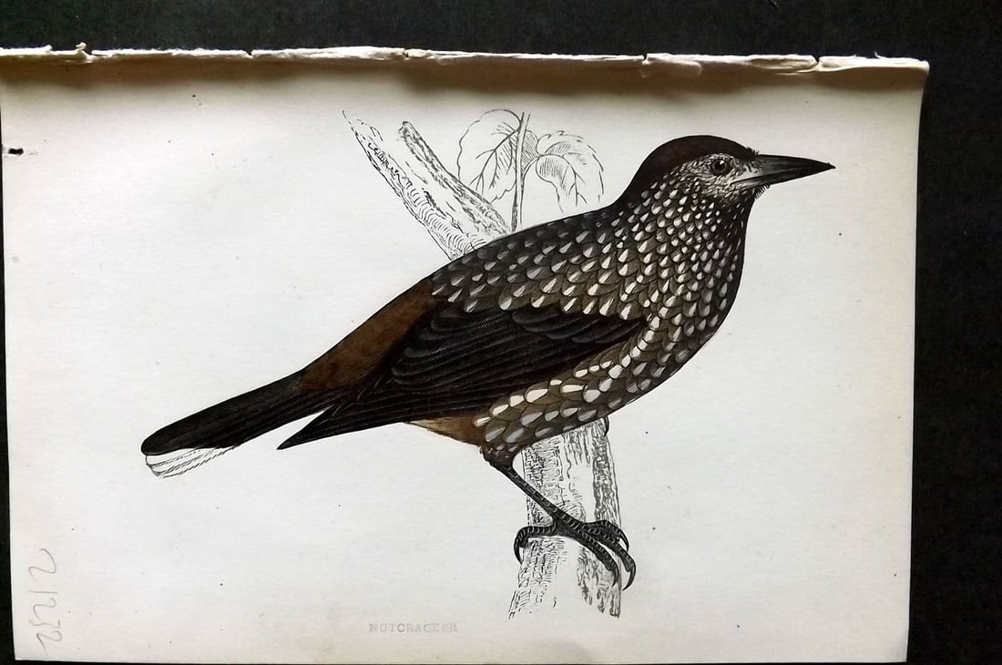 Morris 1860s Hand Col Bird Print. Nutcracker: Antique Woodblock Published 1863-67, London for "A History of British Birds" by the Rev. F. O. Morris. Printed in colours and finished by Benjamin Fawcett. Paper Size: 7.5 x 5 inch (19 x 14cm). Good C