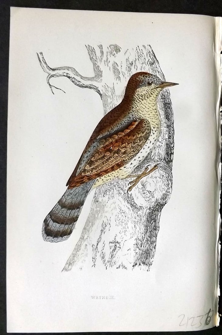 Morris 1860s Hand Col Bird Print. Wryneck: Antique Woodblock Published 1863-67, London for "A History of British Birds" by the Rev. F. O. Morris. Printed in colours and finished by Benjamin Fawcett. Paper Size: 7.5 x 5 inch (19 x 14cm). Good C