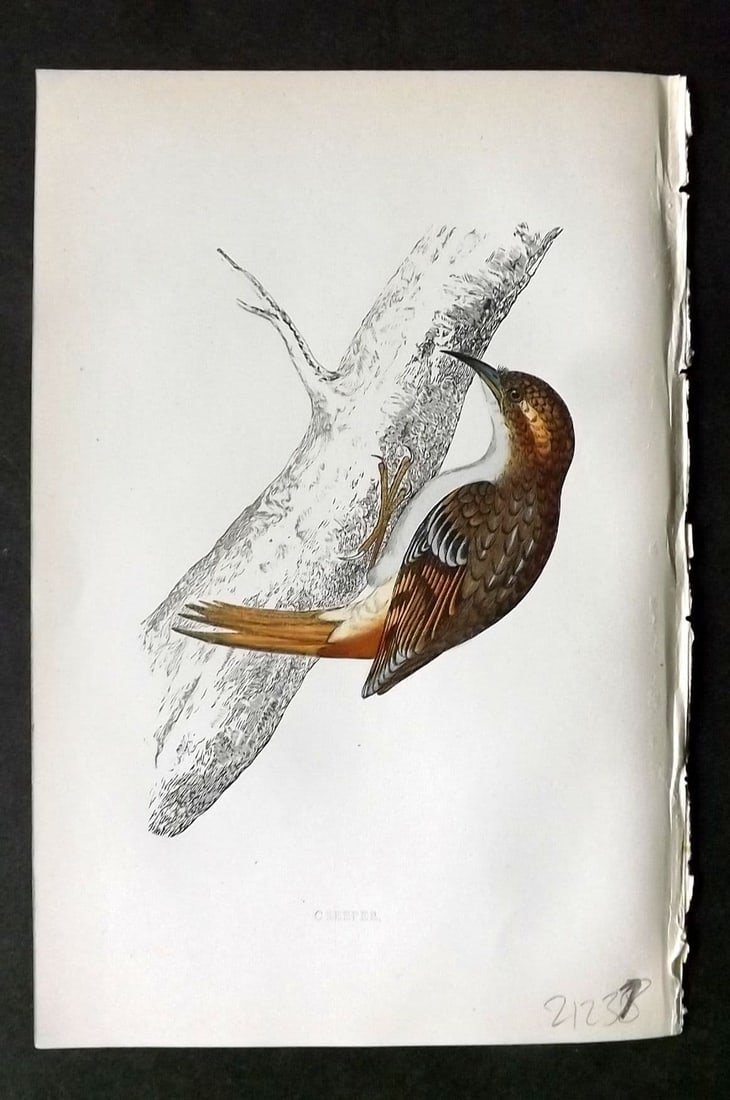 Morris 1860s Hand Col Bird Print. Creeper: Antique Woodblock Published 1863-67, London for "A History of British Birds" by the Rev. F. O. Morris. Printed in colours and finished by Benjamin Fawcett. Paper Size: 7.5 x 5 inch (19 x 14cm). Good C