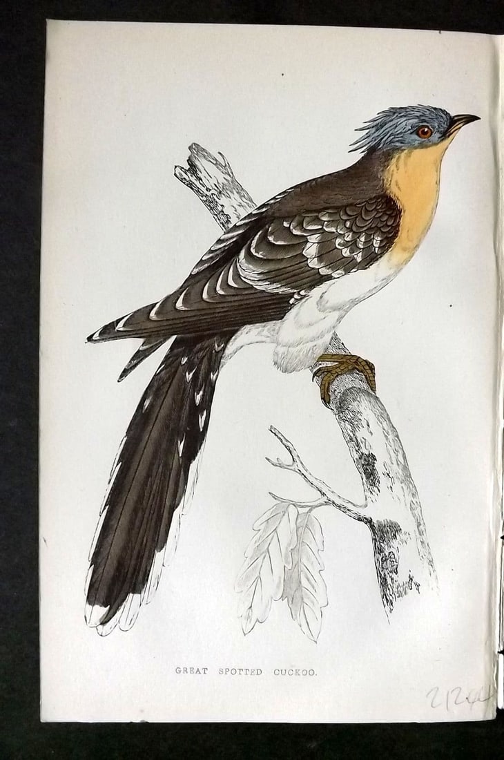 Morris 1860s Hand Col Bird Print. Great Spotted Cuckoo: Antique Woodblock Published 1863-67, London for "A History of British Birds" by the Rev. F. O. Morris. Printed in colours and finished by Benjamin Fawcett. Paper Size: 7.5 x 5 inch (19 x 14cm). Good C
