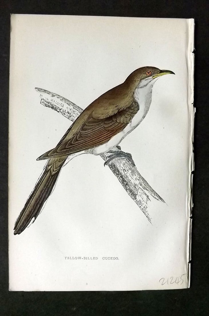Morris 1860s Hand Col Bird Print. Yellow Billed Cuckoo: Antique Woodblock Published 1863-67, London for "A History of British Birds" by the Rev. F. O. Morris. Printed in colours and finished by Benjamin Fawcett. Paper Size: 7.5 x 5 inch (19 x 14cm). Good C