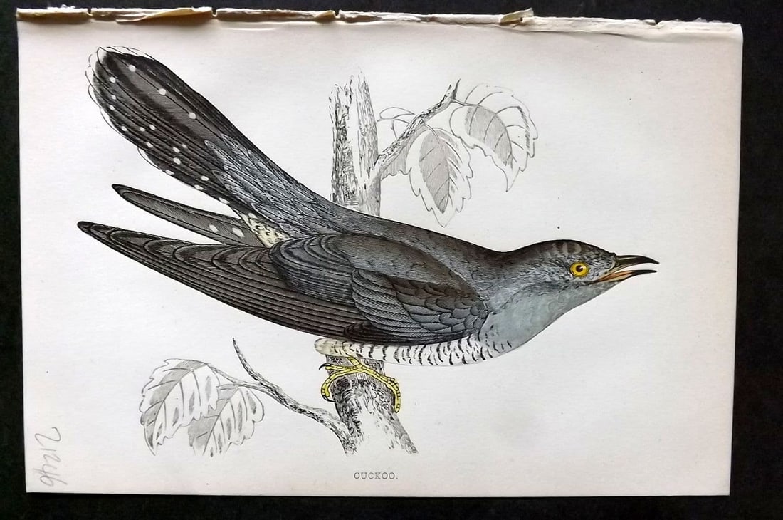 Morris 1860s Hand Col Bird Print. Cuckoo: Antique Woodblock Published 1863-67, London for "A History of British Birds" by the Rev. F. O. Morris. Printed in colours and finished by Benjamin Fawcett. Paper Size: 7.5 x 5 inch (19 x 14cm). Good C