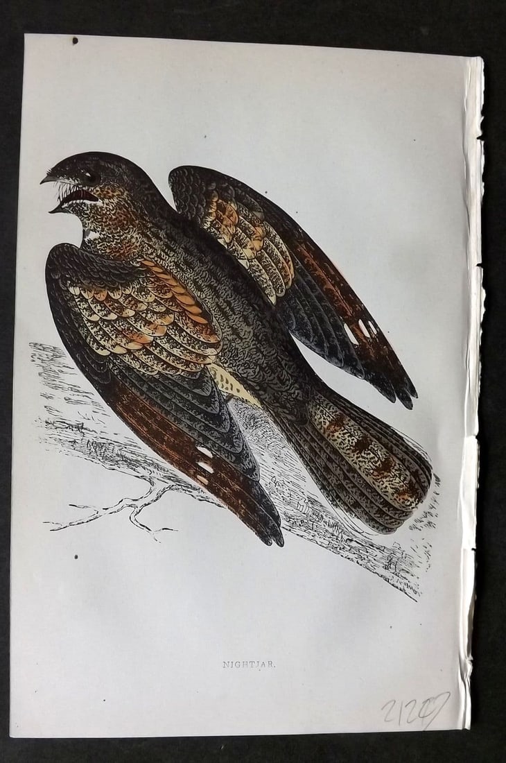 Morris 1860s Hand Col Bird Print. Nightjar: Antique Woodblock Published 1863-67, London for "A History of British Birds" by the Rev. F. O. Morris. Printed in colours and finished by Benjamin Fawcett. Paper Size: 7.5 x 5 inch (19 x 14cm). Good C