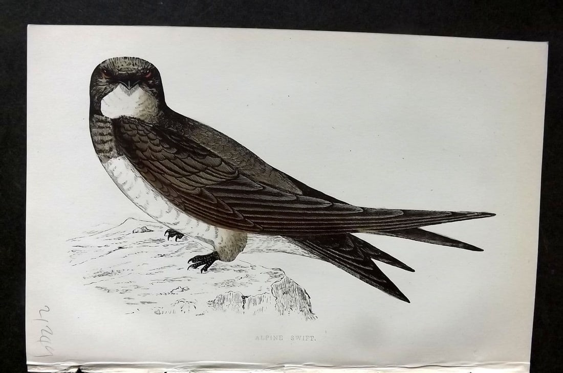 Morris 1860s Hand Col Bird Print. Alpine Swift: Antique Woodblock Published 1863-67, London for "A History of British Birds" by the Rev. F. O. Morris. Printed in colours and finished by Benjamin Fawcett. Paper Size: 7.5 x 5 inch (19 x 14cm). Good C
