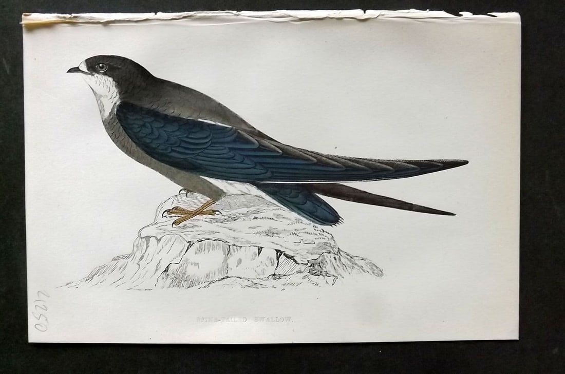 Morris 1860s Hand Col Bird Print. Spine Tailed Swallow (1 of 1)