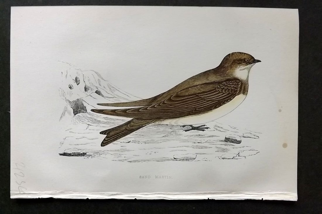 Morris 1860s Hand Col Bird Print. Sand Martin: Antique Woodblock Published 1863-67, London for "A History of British Birds" by the Rev. F. O. Morris. Printed in colours and finished by Benjamin Fawcett. Paper Size: 7.5 x 5 inch (19 x 14cm). Good C