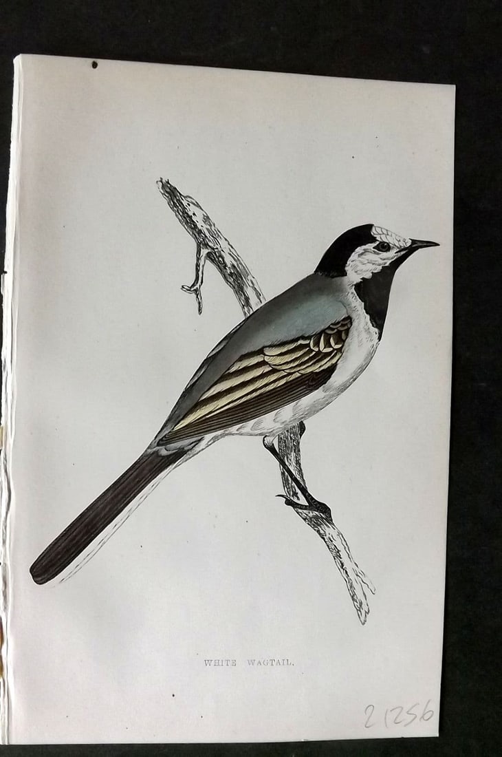 Morris 1860s Hand Col Bird Print. White Wagtail: Antique Woodblock Published 1863-67, London for "A History of British Birds" by the Rev. F. O. Morris. Printed in colours and finished by Benjamin Fawcett. Paper Size: 7.5 x 5 inch (19 x 14cm). Good C
