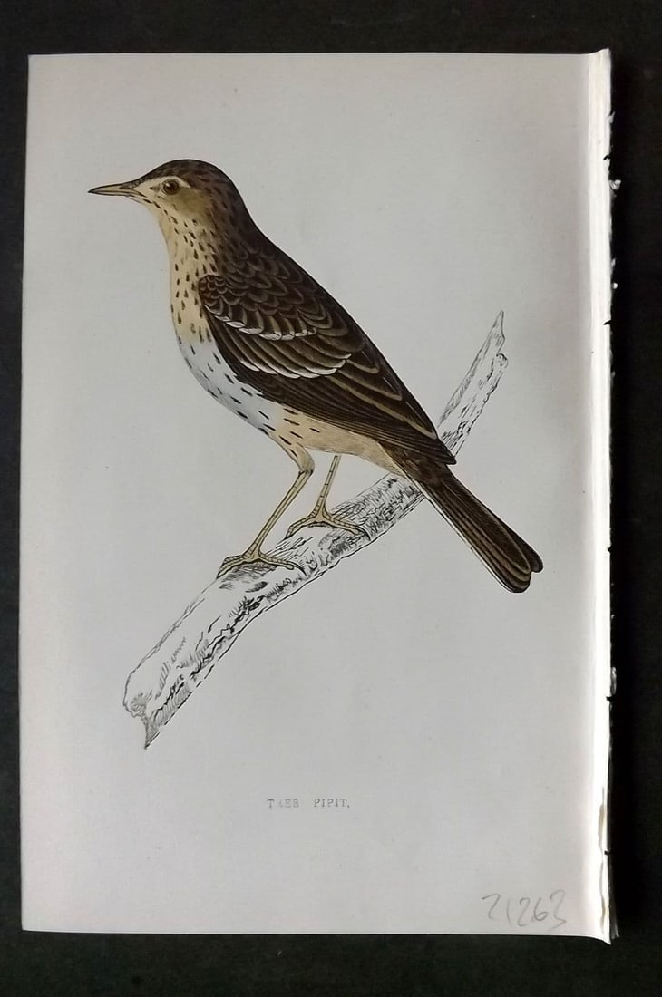 Morris 1860s Hand Col Bird Print. Tree Pipit: Antique Woodblock Published 1863-67, London for "A History of British Birds" by the Rev. F. O. Morris. Printed in colours and finished by Benjamin Fawcett. Paper Size: 7.5 x 5 inch (19 x 14cm). Good C