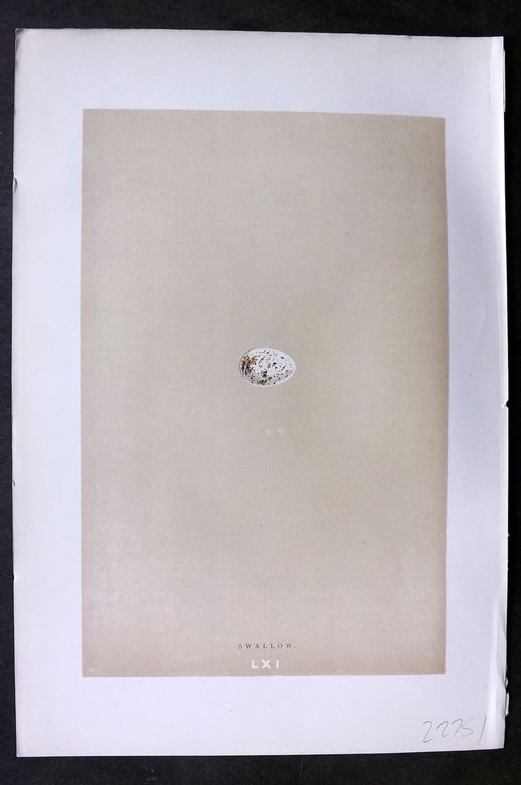 Morris 1896 Antique Bird Egg Print. Swallow 61 (1 of 1)