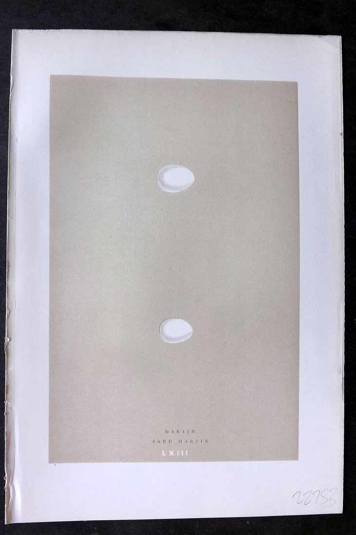Morris 1896 Antique Bird Egg Print. Martin, Sand Martin 63: Antique Woodblock Published 1896 by John C. Nimmo, London for "A Natural History of the Nests & Eggs of British Birds" By the Rev. F. O. Morris, printed Benjamin Fawcett. Printed in colours and finish