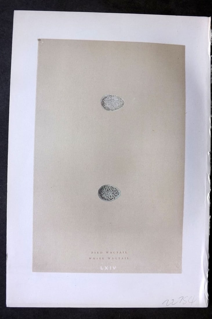 Morris 1896 Antique Bird Egg Print. Pied & White Wagtail 64: Antique Woodblock Published 1896 by John C. Nimmo, London for "A Natural History of the Nests & Eggs of British Birds" By the Rev. F. O. Morris, printed Benjamin Fawcett. Printed in colours and finish