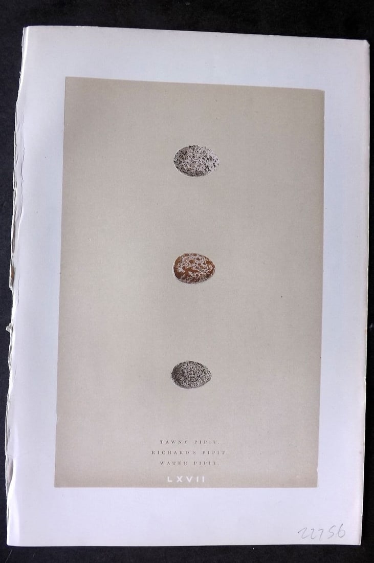 Morris 1896 Antique Bird Egg Print. Tawny, Water, Richards Pipit 67: Antique Woodblock Published 1896 by John C. Nimmo, London for "A Natural History of the Nests & Eggs of British Birds" By the Rev. F. O. Morris, printed Benjamin Fawcett. Printed in colours and finish