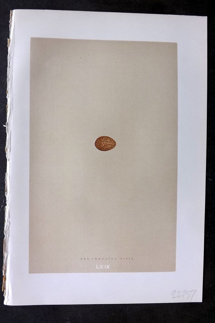 Morris 1896 Antique Bird Egg Print. Red Throated Pipit 69: Antique Woodblock Published 1896 by John C. Nimmo, London for "A Natural History of the Nests & Eggs of British Birds" By the Rev. F. O. Morris, printed Benjamin Fawcett. Printed in colours and finish